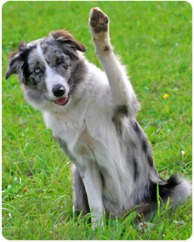 Dog Waving Bye